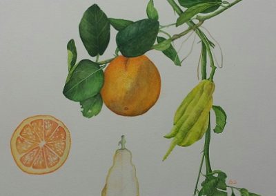 Oranger et main de Boudha