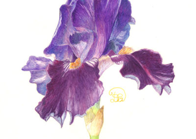 Iris 4