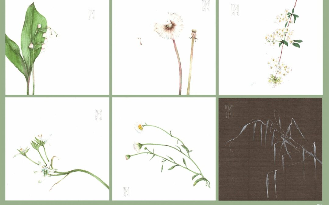 Stage avec Silvia Molinari peintre et illustratrice botanique italienne en mai 2026